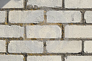 Close-up texture of fragment of an old white brick wall with building seams covered by yellow lichen at sunny day