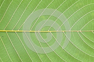 Close up texture of fresh kratom leaves