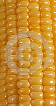 Close-up texture of fresh sweet corn