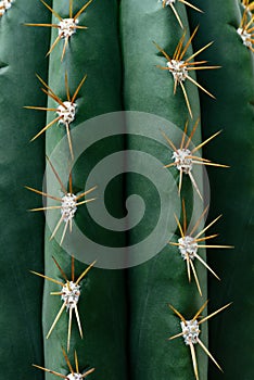 close up texture of green cactus