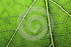 Close up texture of green leaf.