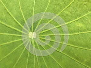 Close up texture of green leaf lotus with day light