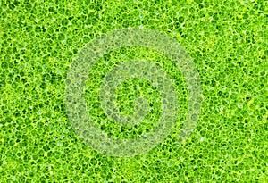 Close up texture green sponge background
