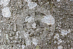 Close-up texture of grey beech tree bark with white spots of lichen, macro image background