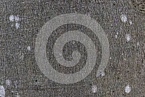 Close-up texture of grey beech tree bark with white spots of lichen, macro image background