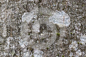 Close-up texture of grey beech tree bark with white spots of lichen, macro image background with low contrast and low