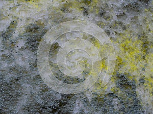 Close up texture of growing bread mold Rhizopus