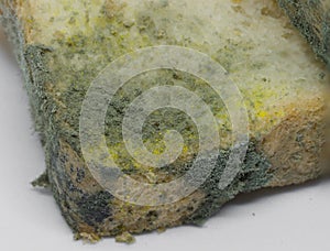 Close up texture of growing bread mold Rhizopus