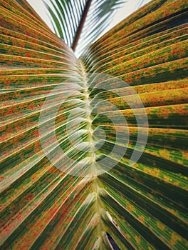 Close up texture of Ivory coconut leaves