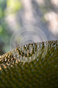 Close-up of texture of jackfruit