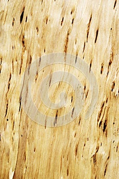 Close up texture of Karelian birch