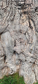 close up of the texture of a large tree trunk