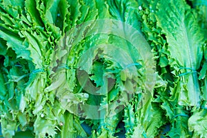 Close-up texture lettuce green leaves, fresh vegetables, greens, on the counter in the store. Natural Vitamin Food