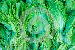 Close-up texture lettuce green leaves, fresh vegetables, greens, on the counter in the store. Natural Vitamin Food