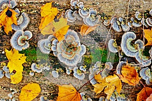 Close up texture of old wood with autumn leaf green moss and colorful fungal and lichen on it