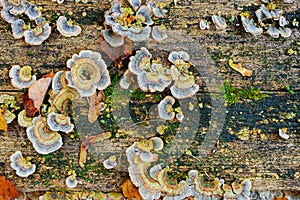 Close up texture of old wood with autumn leaf green moss and colorful fungal and lichen on it