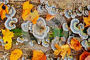 Close up texture of old wood with autumn leaf green moss and colorful fungal and lichen on it