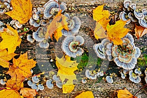 Close up texture of old wood with autumn leaf green moss and colorful fungal and lichen on it