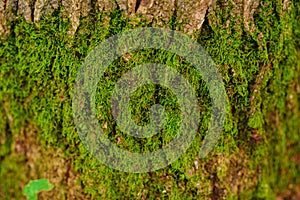 Close up texture of an old wood bark with green moss