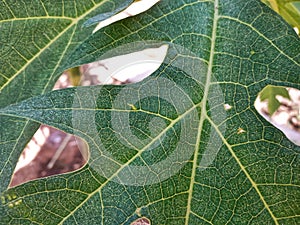 Close Up and Texture of Papaya Leaf Showing Its Veins, Suitable for Background Use