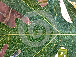 Close Up and Texture of Papaya Leaf Showing Its Veins, Suitable for Background Use