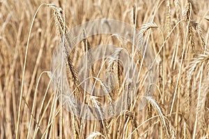 Close-up texture pattern view of ripe golden organic wheat stalk field landscape on bright sunny summer day. Cereal crop