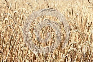 Close-up texture pattern view of ripe golden organic wheat stalk field landscape on bright sunny summer day. Cereal crop