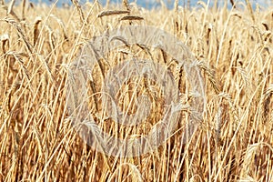Close-up texture pattern view of ripe golden organic wheat stalk field landscape on bright sunny summer day. Cereal crop
