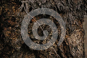 close up of the texture and patterns in the twisting bark