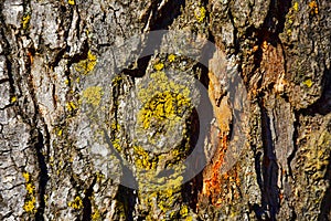 Close-up texture of Pine tree bark with orange cambium and yellow green lichen