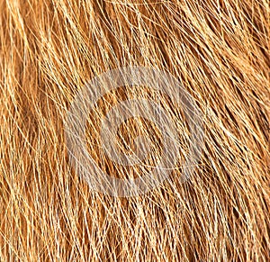 Close-up texture of red fox fur background