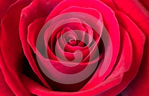 Close up texture of a red rose, natural red background