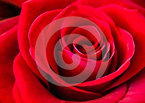 Close up texture of a red rose, natural red background