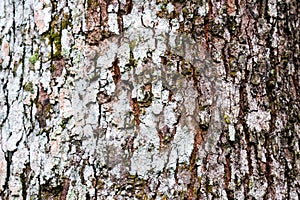 Close-up texture of rough tree bark showing natural patterns