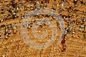 Close-up and texture of a sawed-off tree trunk with many drops of resin hanging from it