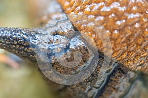 close up texture of slimy slug skin