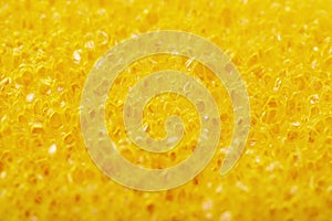 Close-up texture of a sponge