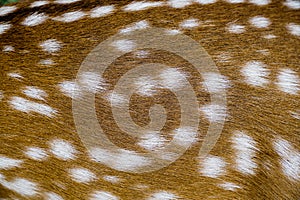Close up texture of spotted deer skin