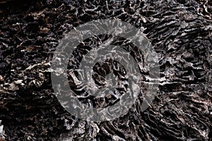 Close up texture and structure the termite nests in decaying trunk of the old falling tree