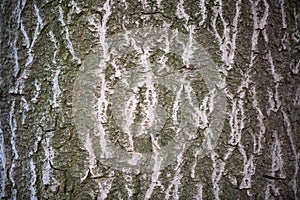 Close up texture of a tree trunk, tree bark, natural texture, wood background
