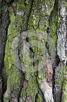 Close up of texture on trunk of a pine tree