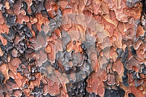 Close up of texture on trunk of a Ponderosa Pine tree