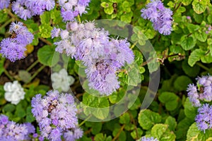 Close up texture view of beautiful blue ageratum flowers in a sunny garden