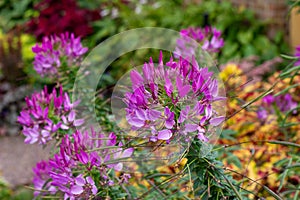 Close up texture view of beautiful purple cleome flower heads in a sunny garden
