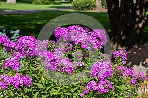 Close up texture view of a beautiful purple garden phlox in a sunny garden
