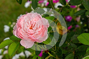 Close up texture view of a beautiful single pink cabbage rose flower in a sunny garden