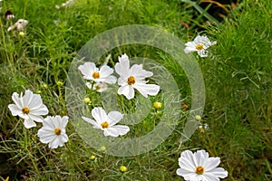 Close up texture view of a beautiful white cosmos flowers in a sunny garden