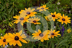 Close up texture view of beautiful yellow coneflowers in a sunny garden