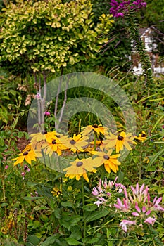 Close up texture view of beautiful yellow coneflowers in a sunny garden