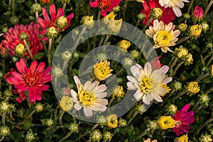 Close up texture view of colorful autumn blooming chrysanthemum flowers in a sunny garden